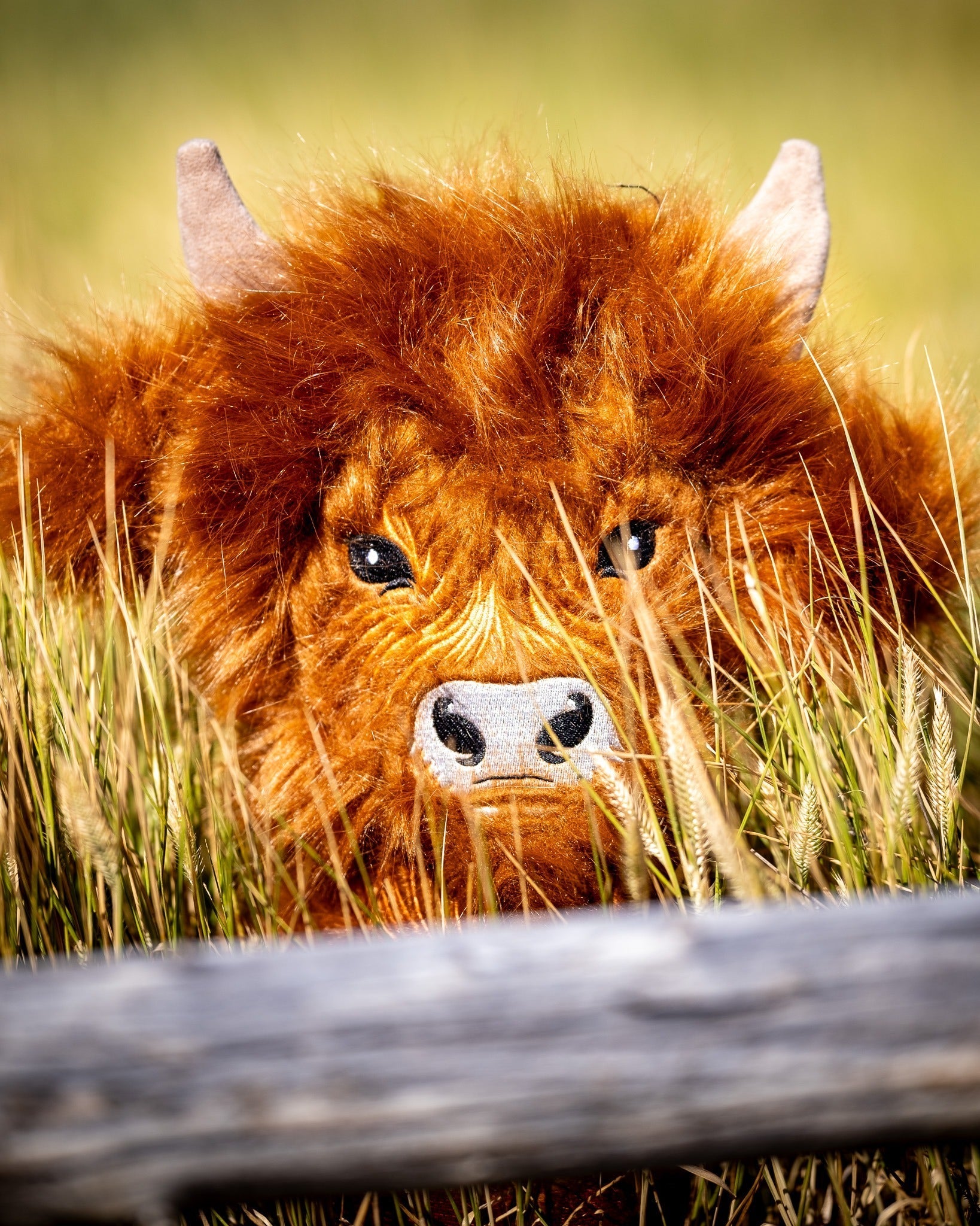 Image of Highland Cow - Driver Cover